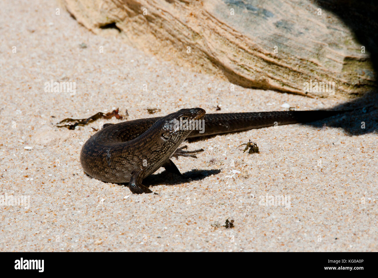 King's skink lizard - Rottnest Island - Australie Banque D'Images