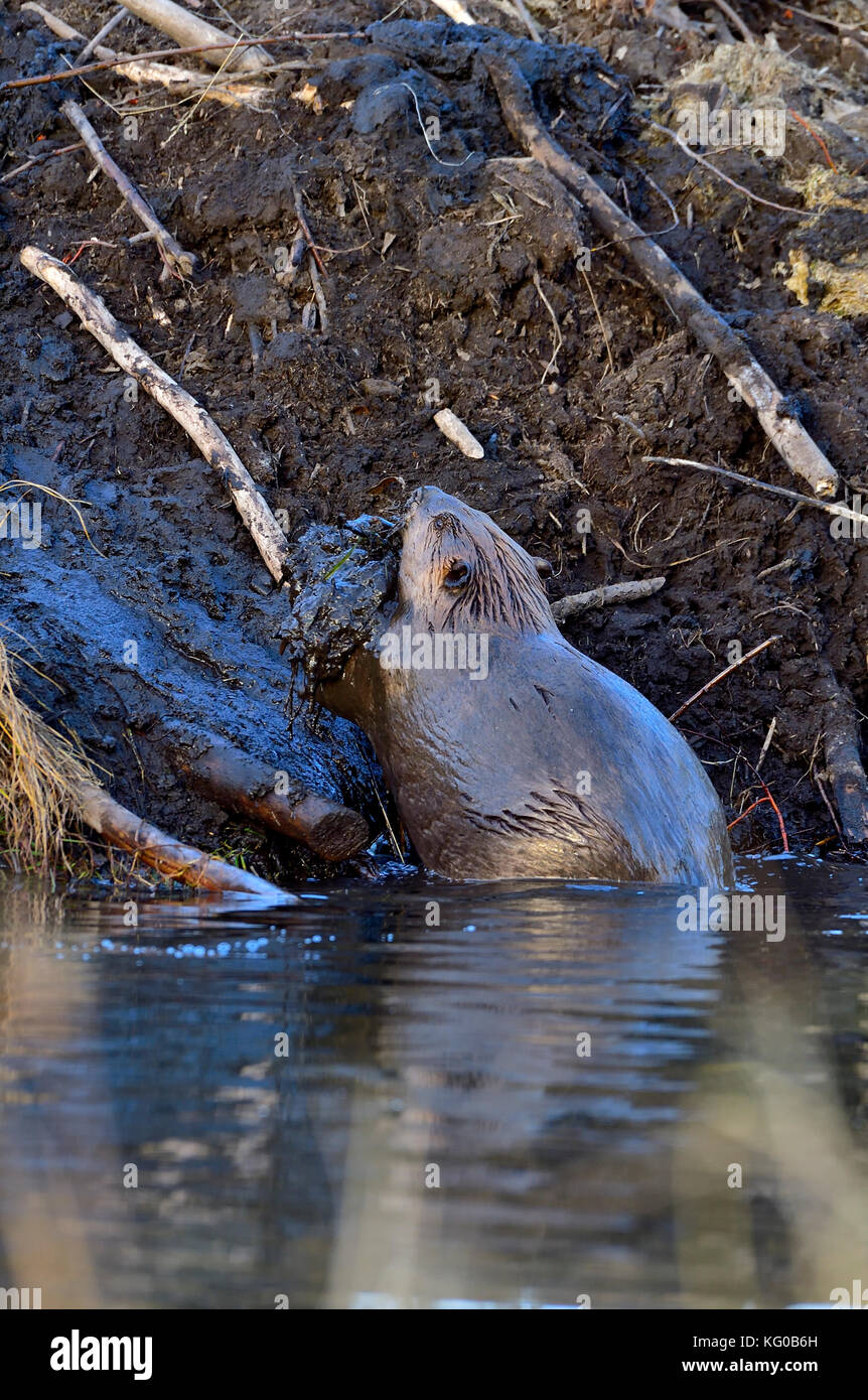 Une image verticale d'un Castor Castor canadensis 'adultes', sorti de l'eau transportant la boue jusqu'à l'extérieur de sa loge pour réparer un trou dans le toit Banque D'Images