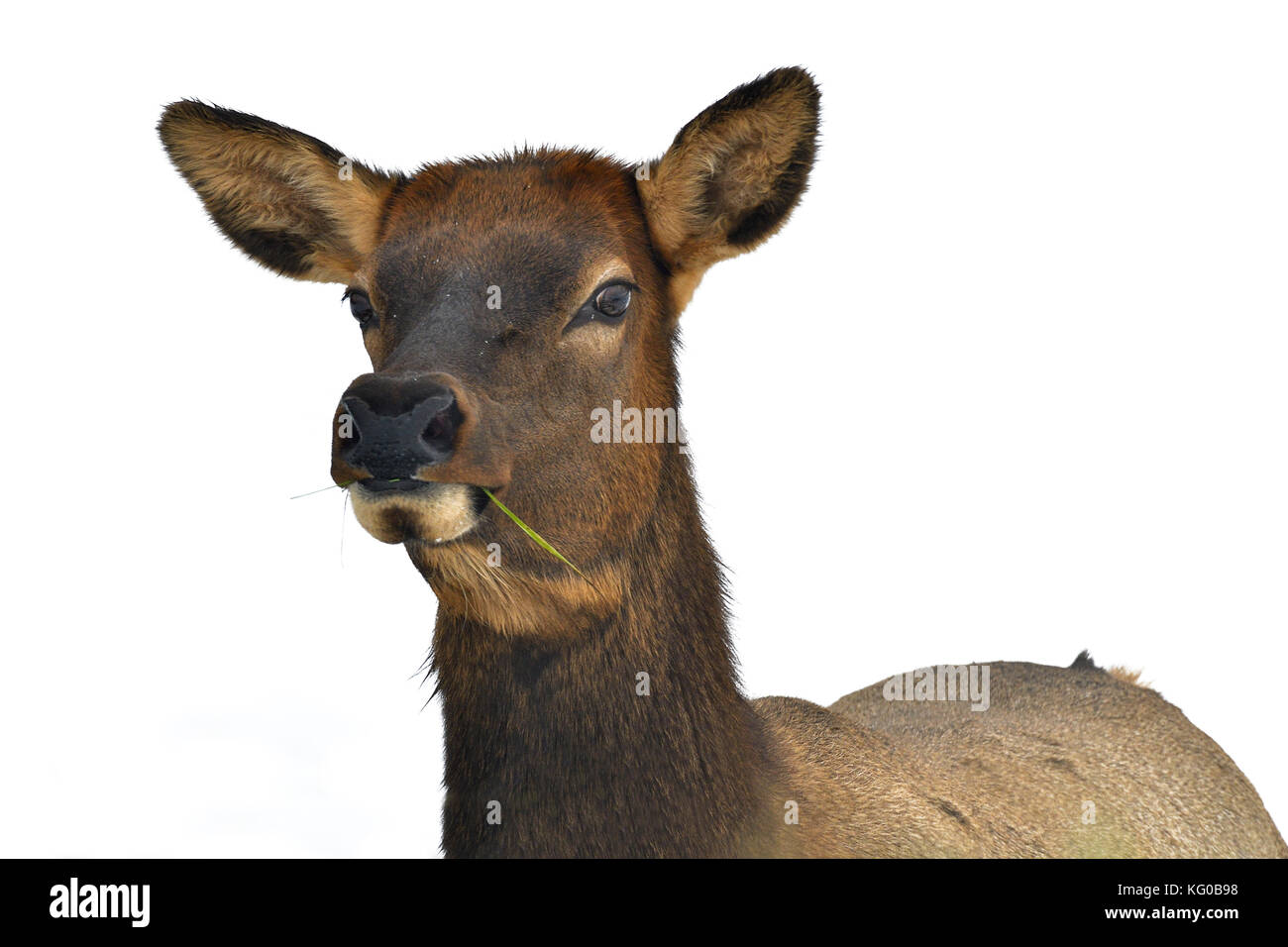 Un portrait de droit d'une femelle adulte le Wapiti Cervus elaphus ; avec une expression sur son visage Banque D'Images