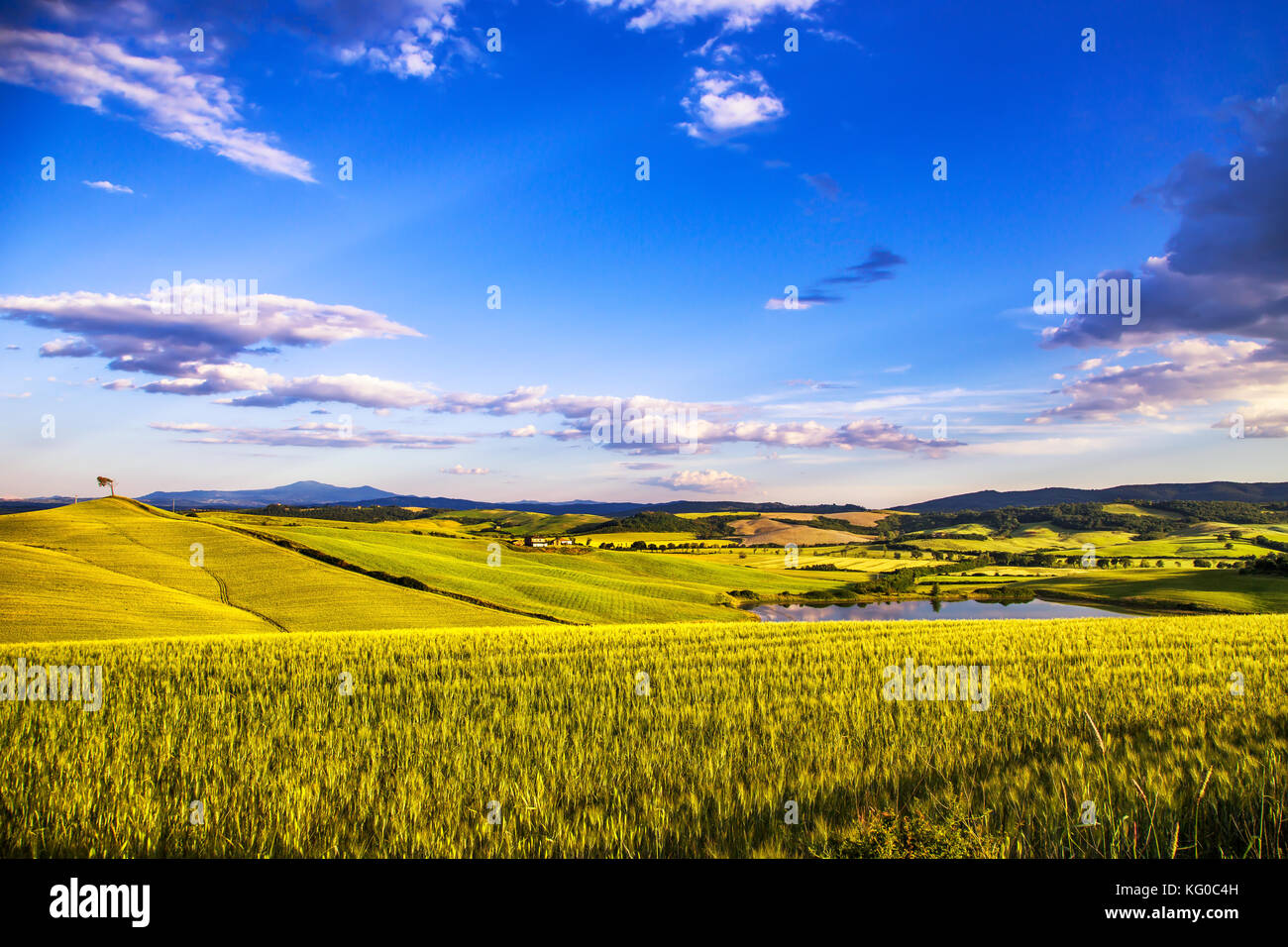Campagne de Sienne Toscane printemps, champs de blé, le petit lac et pin. L'Italie, l'Europe. Banque D'Images