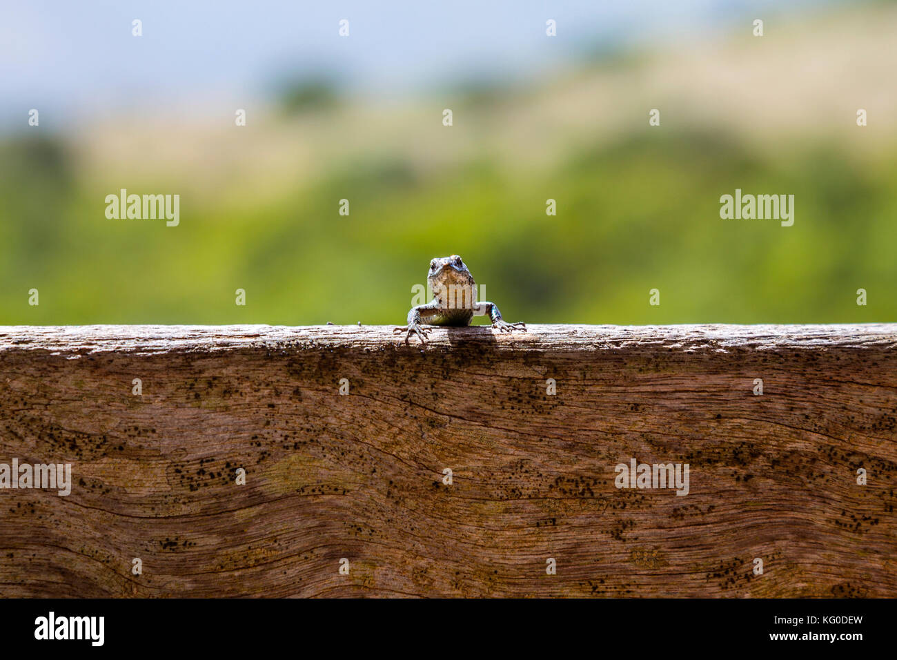 Mur de Madère (lézard Lacerta dugesii) debout sur une planche en bois dans la région de Achada do Teixeira, Madeira, Portugal Banque D'Images