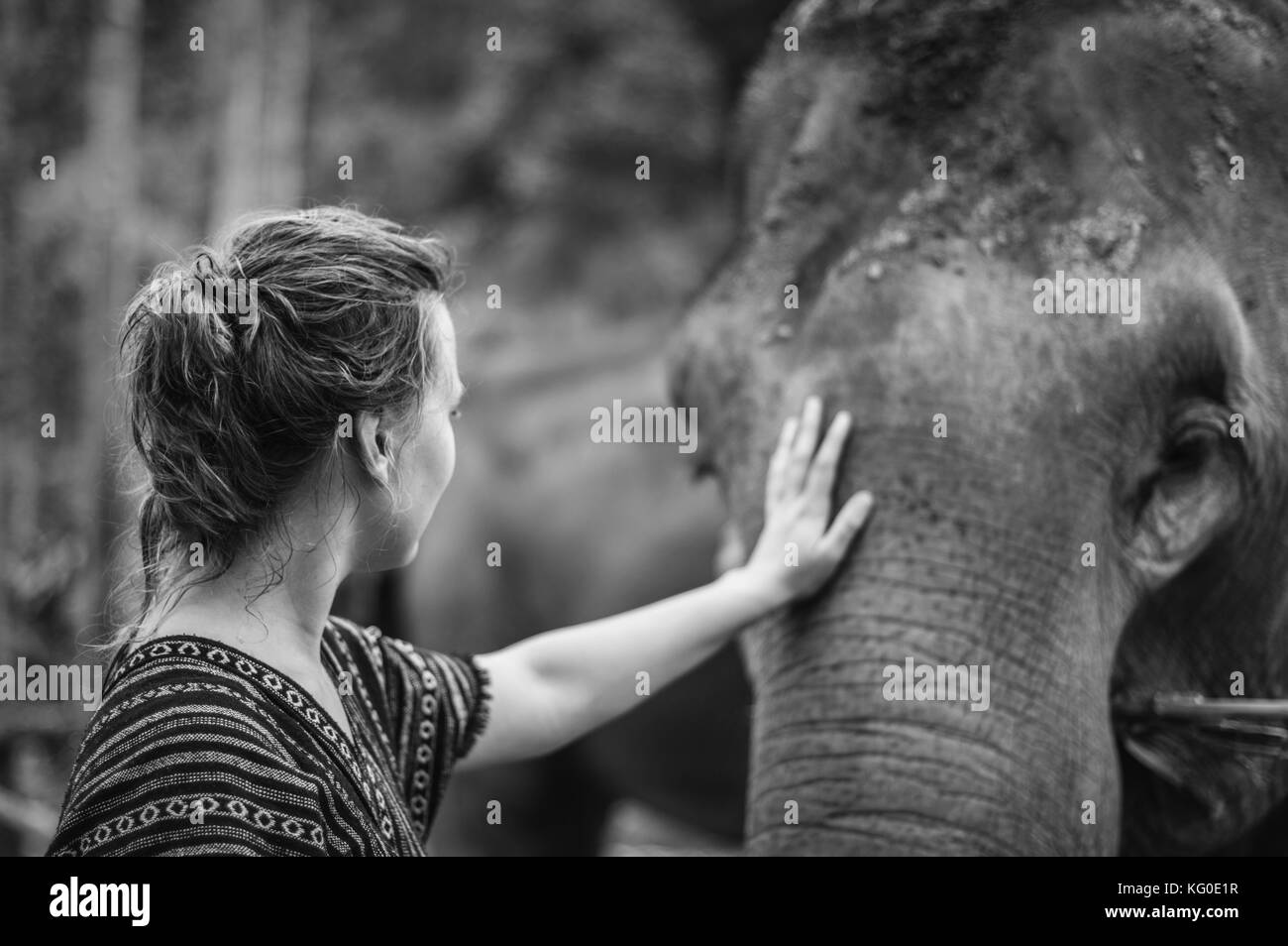 500px photo id : 138124397 - tourné en un camp de préservation des éléphants en Thaïlande. Banque D'Images