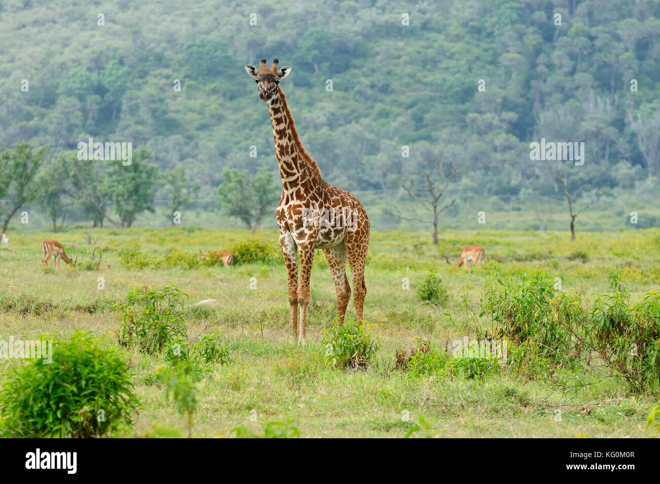 La faune girafe safari en Afrique, au Kenya, le parc national de Naivasha Banque D'Images