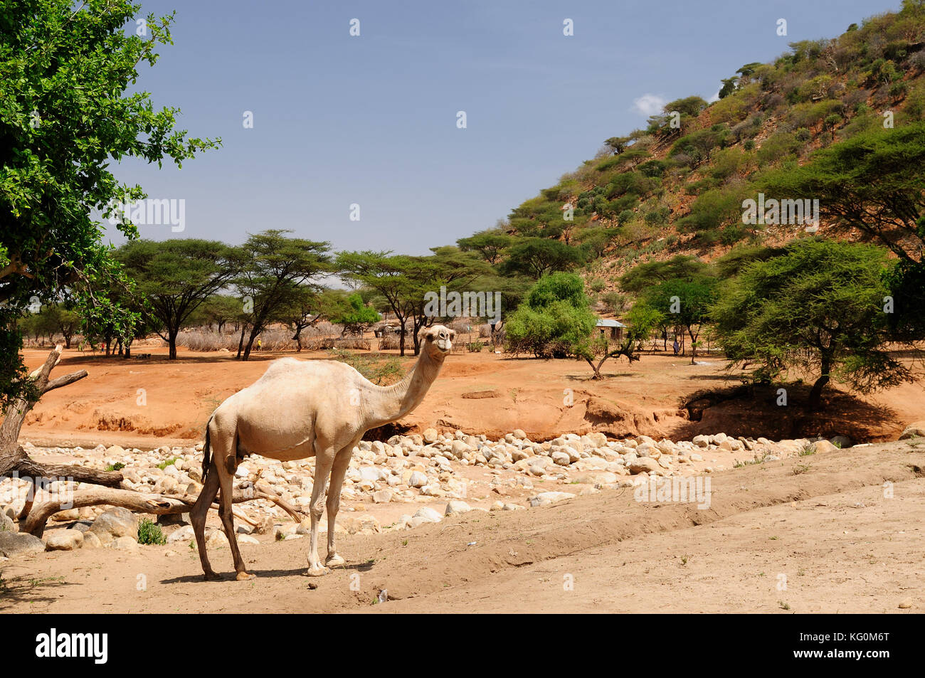 Les paysages de montagne dans un environnement de la south horr village de samburu au Kenya Banque D'Images