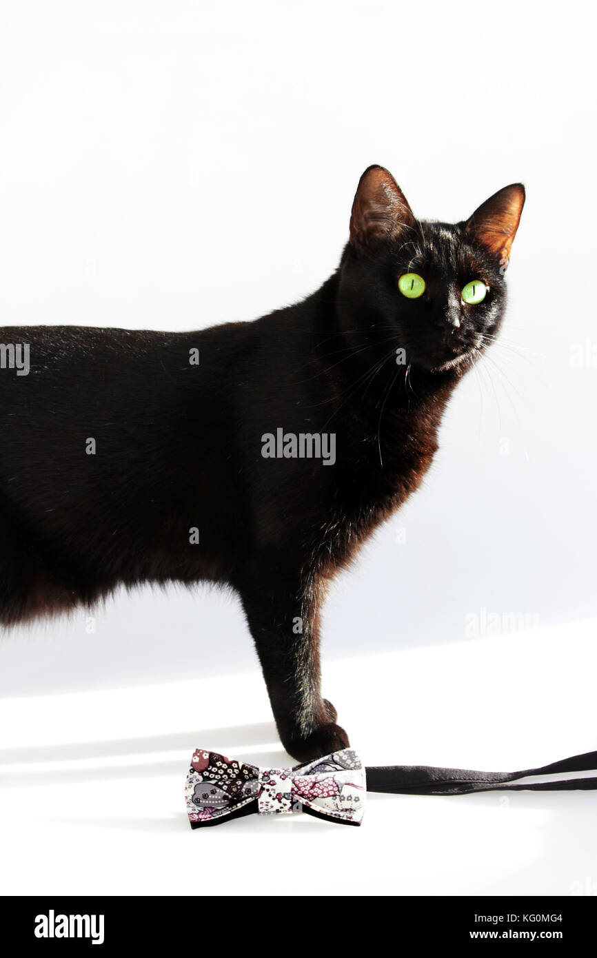 Composition verticale : noeud papillon extravagant et chat noir aux yeux  verts sur fond blanc Photo Stock - Alamy