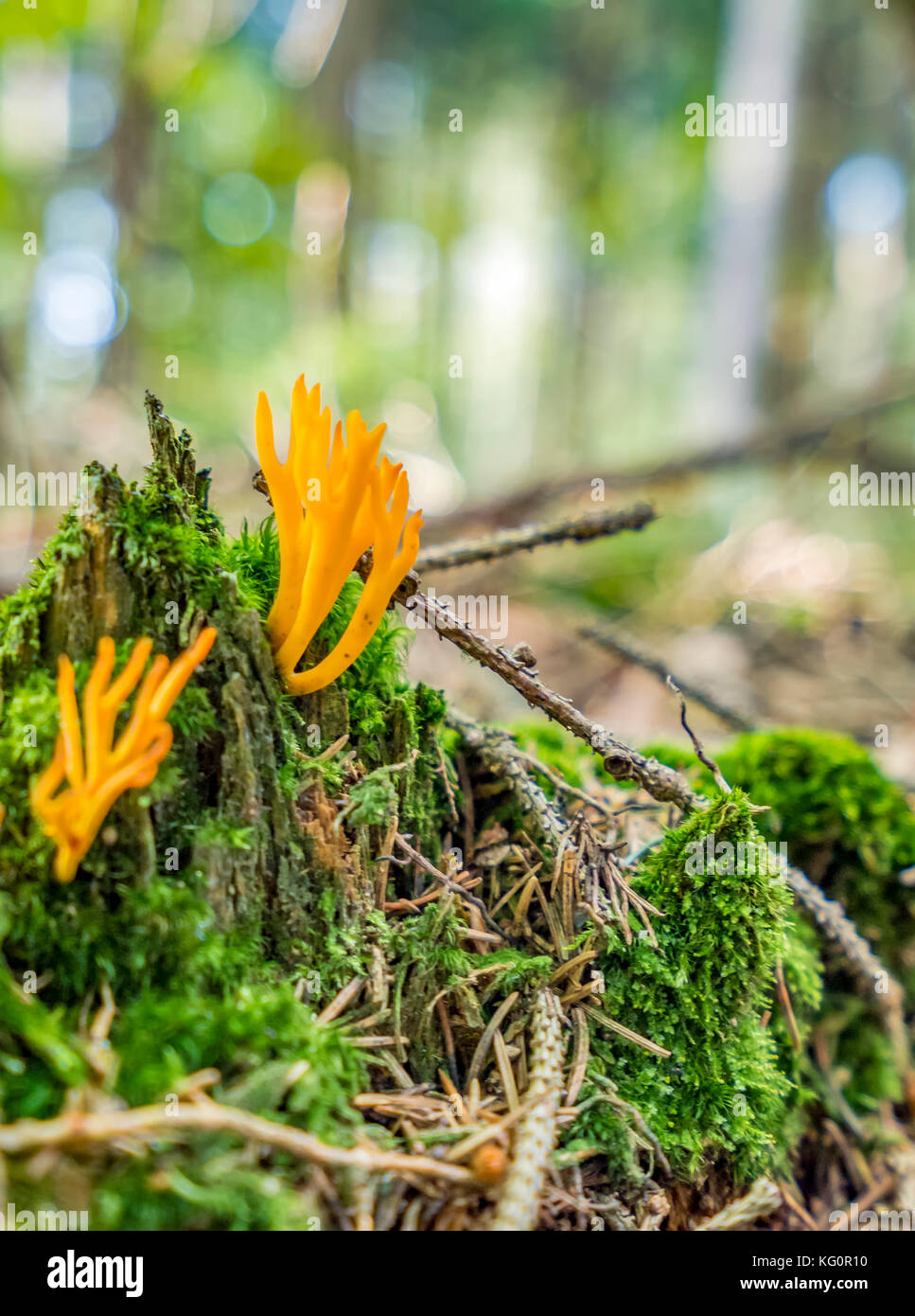Low angle shot d'un orange corail champignons dans une ambiance forestière Banque D'Images