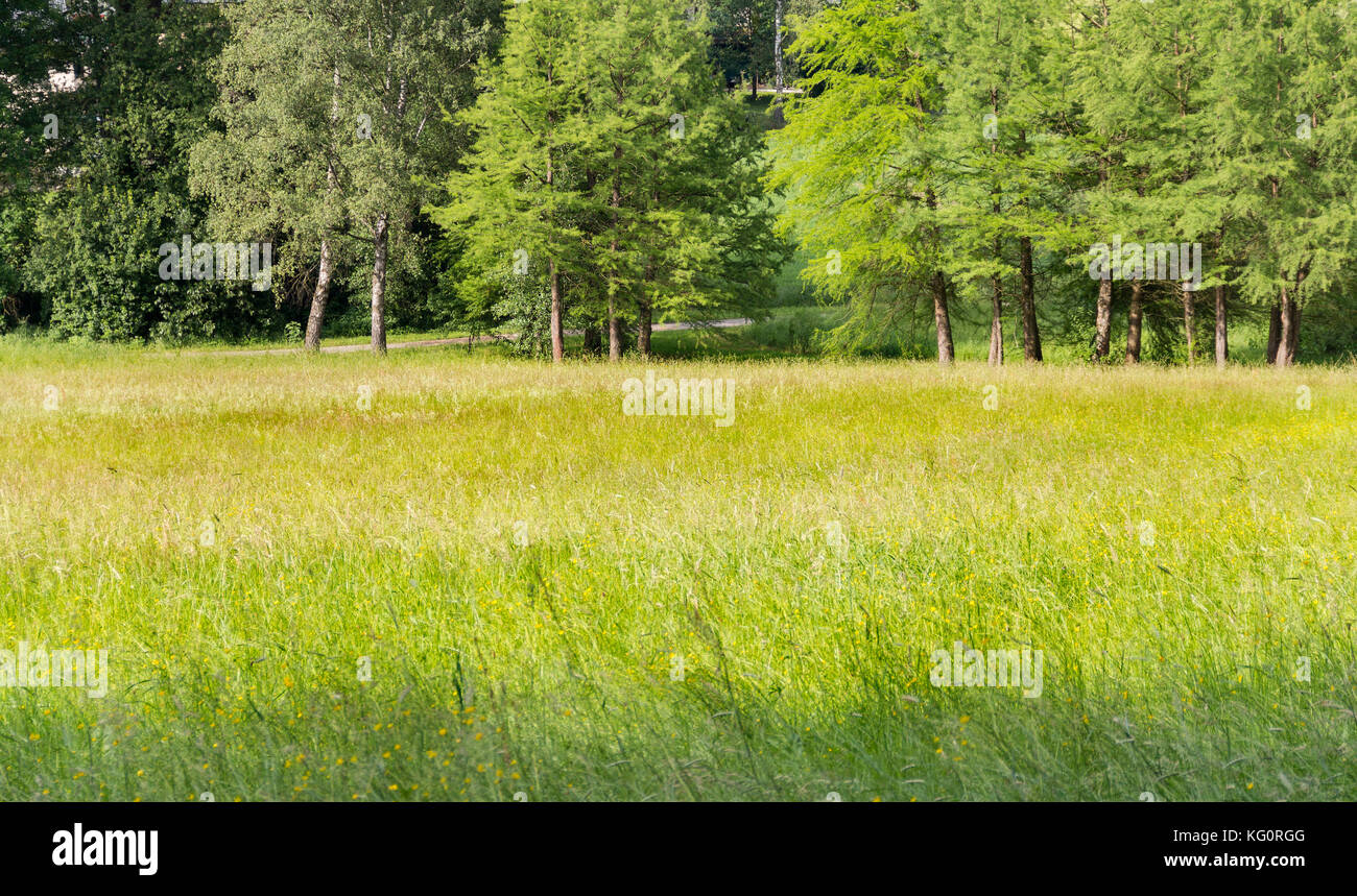 Paysage d'été ensoleillée woodside à temps dans le sud de l'Allemagne Banque D'Images