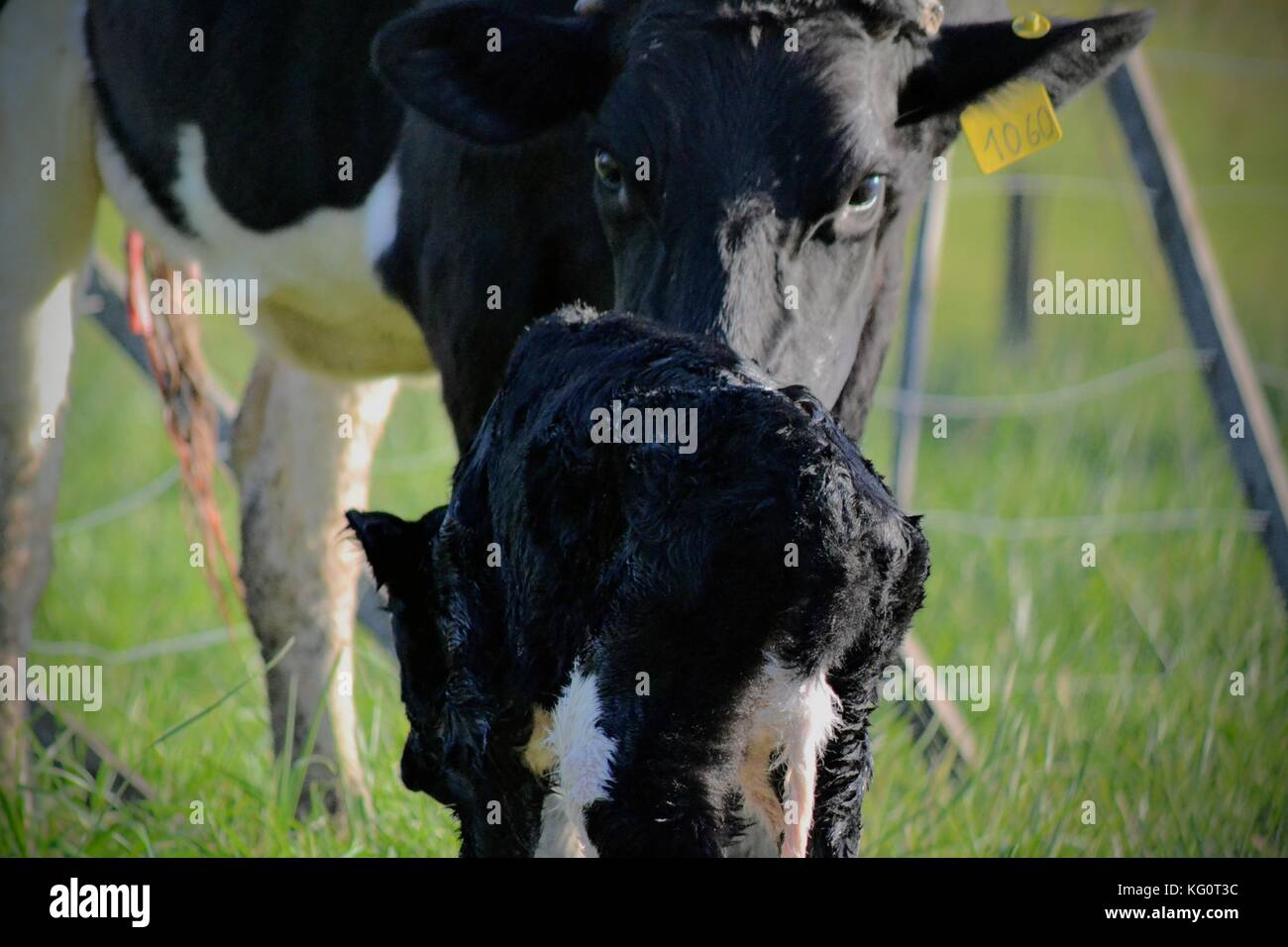 Une vache enfant au monde de l'accouchement l'Argentine 2017 bavio Banque D'Images