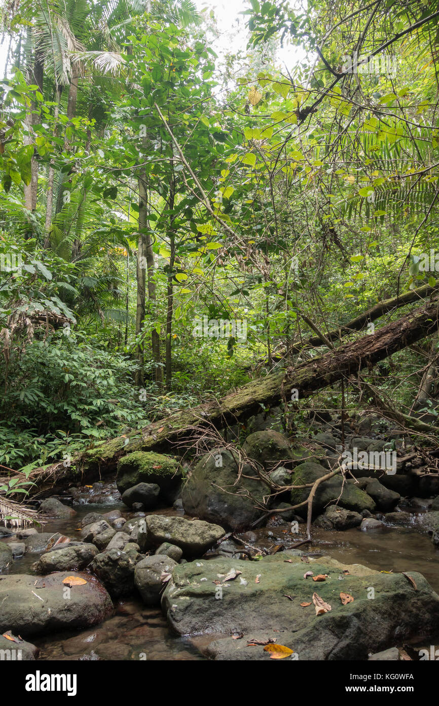 Randonnée et camping au jungle. manembo nembo réserve naturelle dans le nord de Sulawesi, Indonésie Banque D'Images