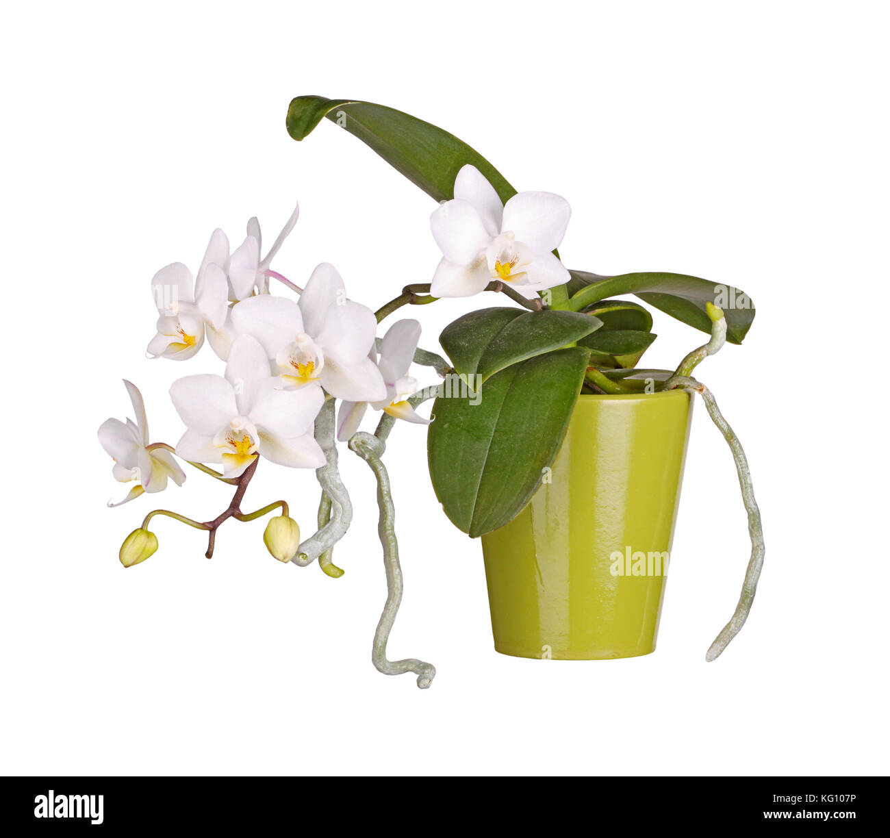 Des jets de fleurs jaunes et blanches sur une orchidée phalaenopsis et des racines aériennes qui se développe dans un pot d'argile verte isolée sur fond blanc Banque D'Images
