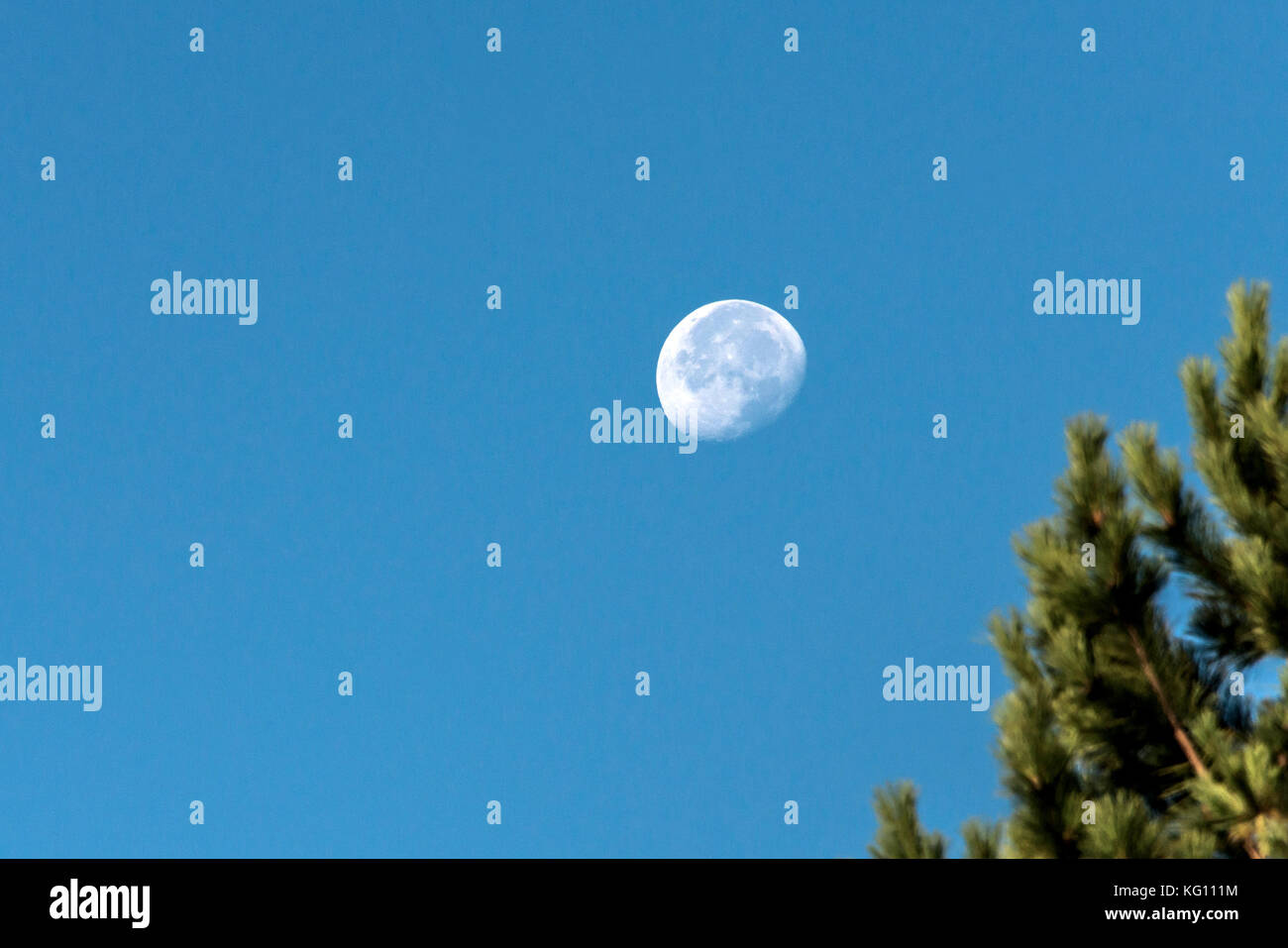 La lune avec ciel bleu de jour derrière floue petites branches des arbres en premier plan Banque D'Images