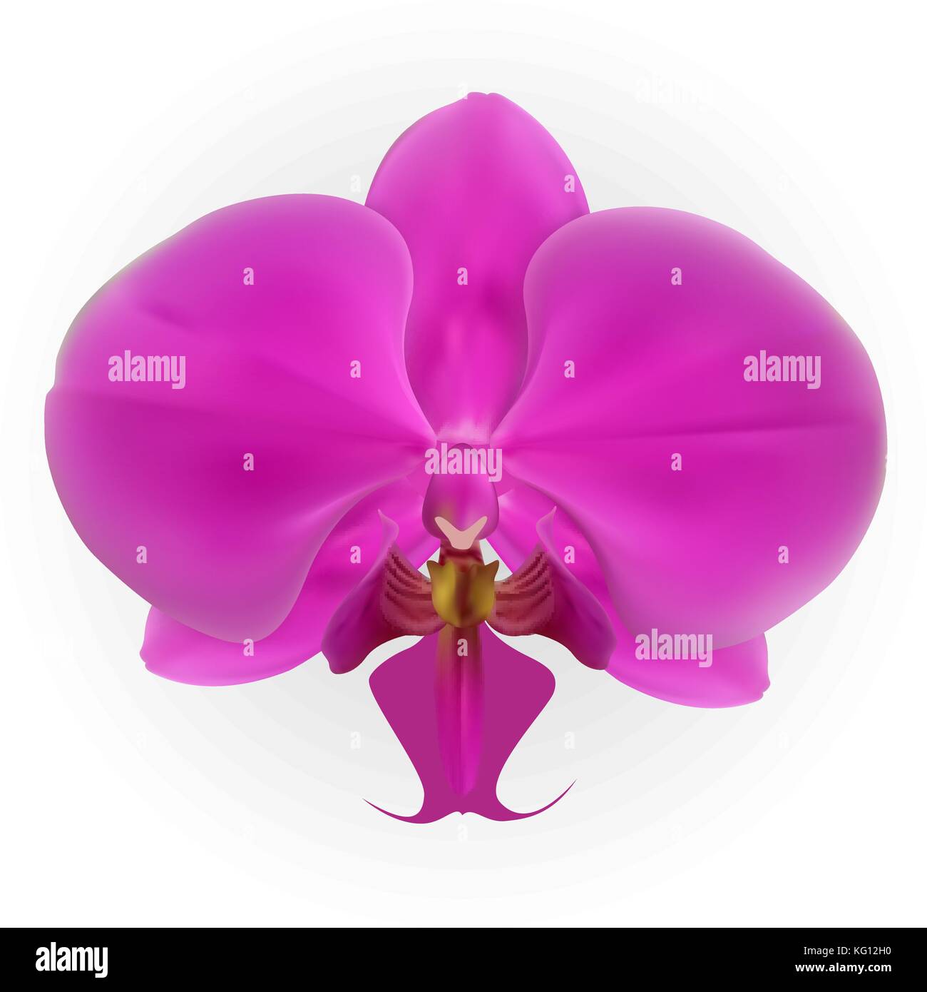 Orchid naturalistes colorées isolé sur fond blanc. vector illustration. Illustration de Vecteur