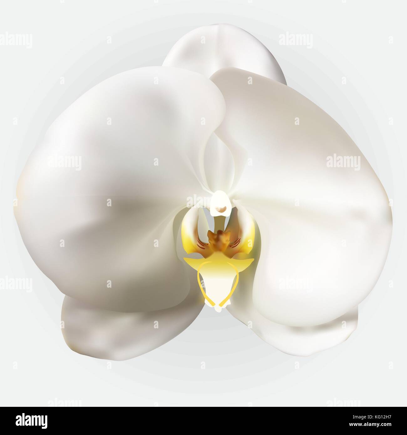 Naturalistic belle orchidée blanche colorée.Vector Illustration. Illustration de Vecteur