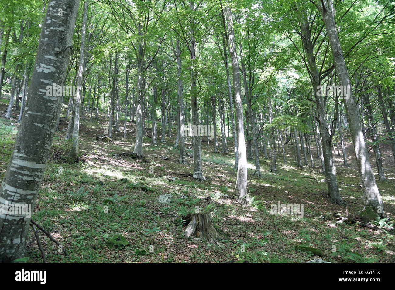 Lot De 3 Rouleaux De Plantes En Bois De Hêtre Massif, Avec