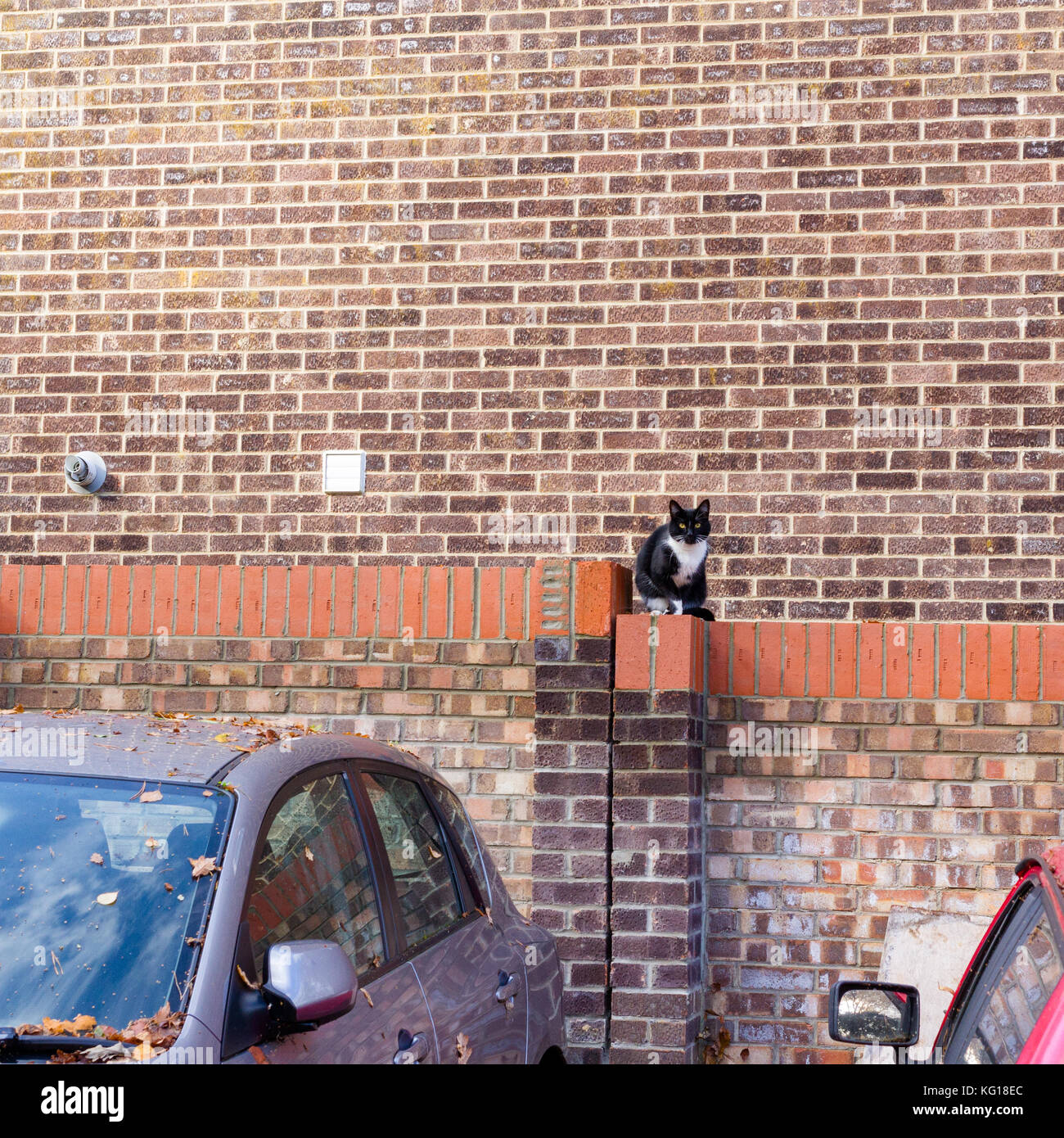Chat noir et blanc assis sur un mur dans un quartier de banlieue, Dorset, UK Banque D'Images