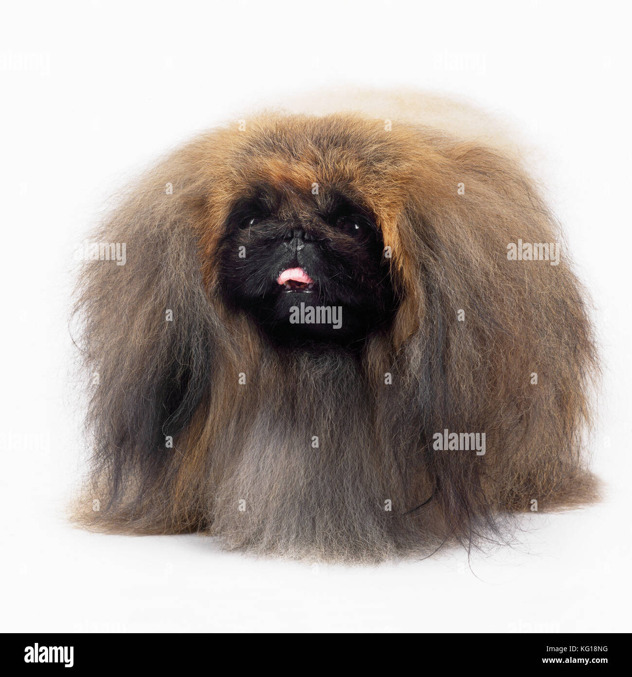 Chien pékinois . En studio. Banque D'Images