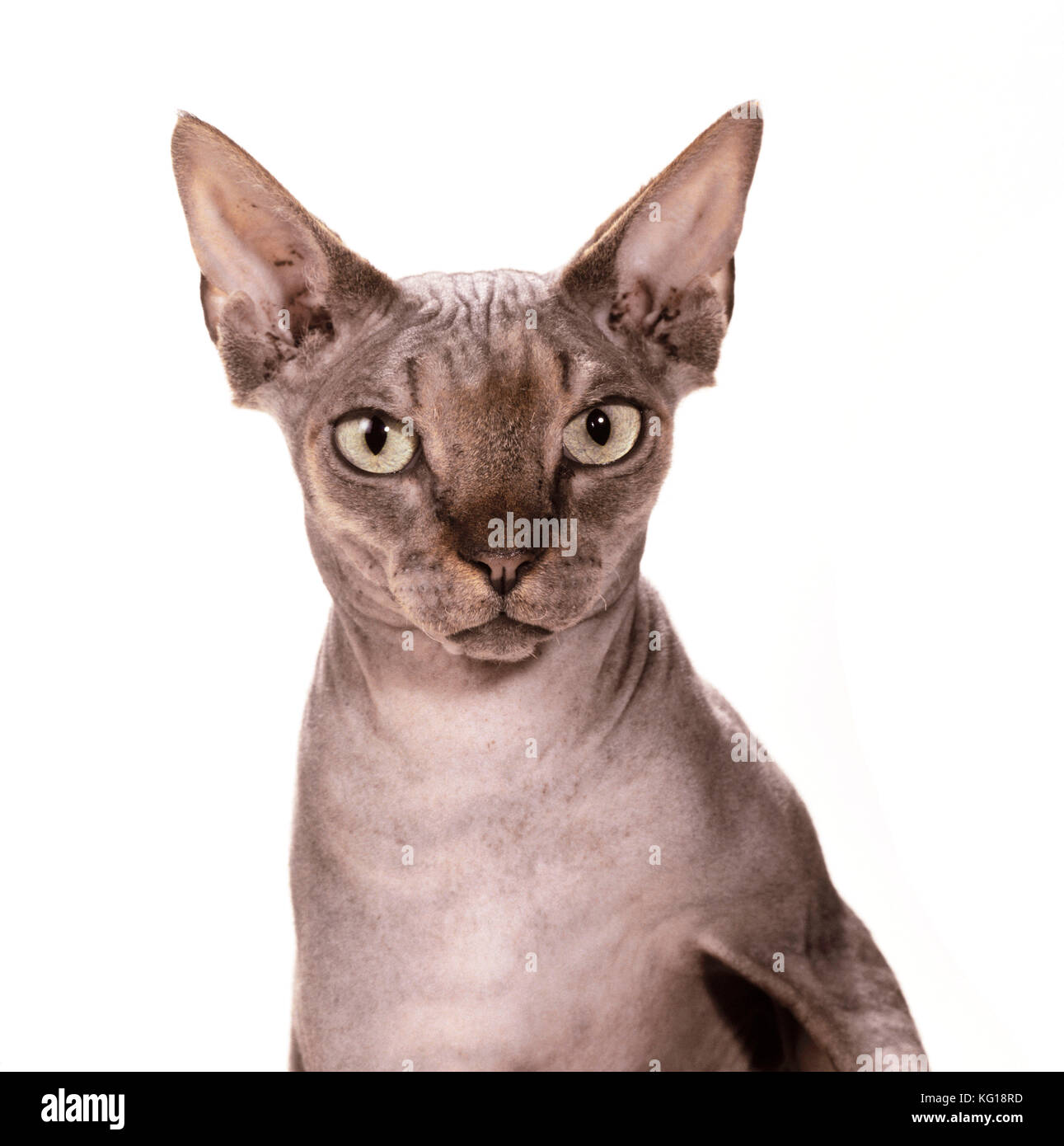 Sphynx CAT - marron Tabby Banque D'Images