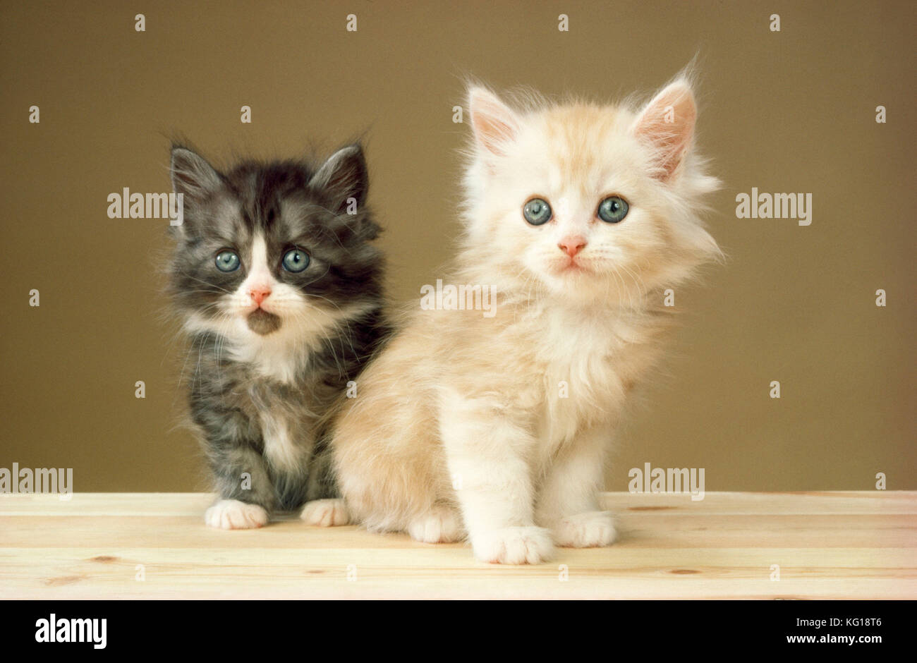 Chat - chatons Banque D'Images