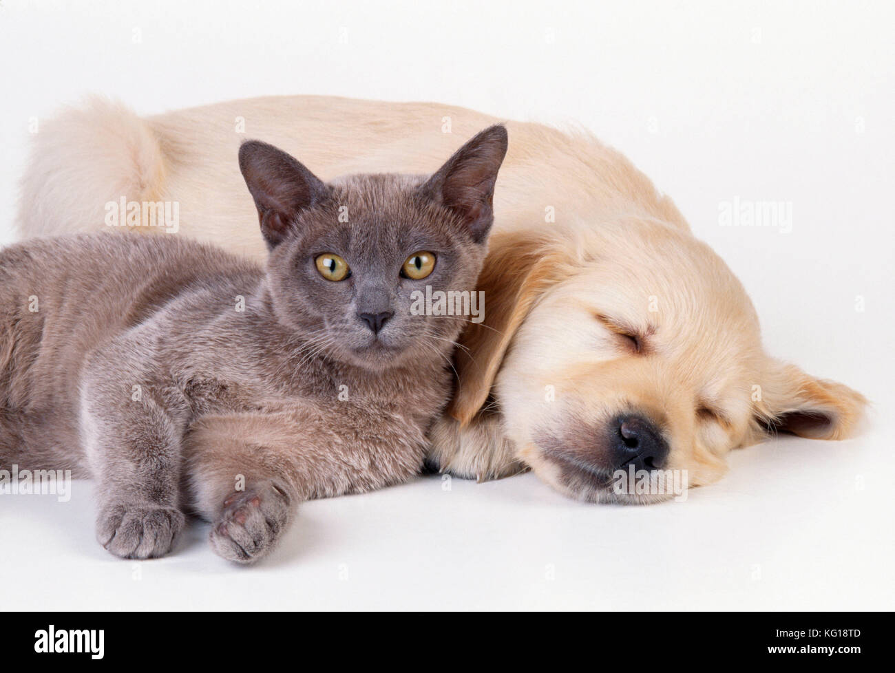 CHAT et CHIEN - chaton et chiot couchés les uns à côté des autres Banque D'Images