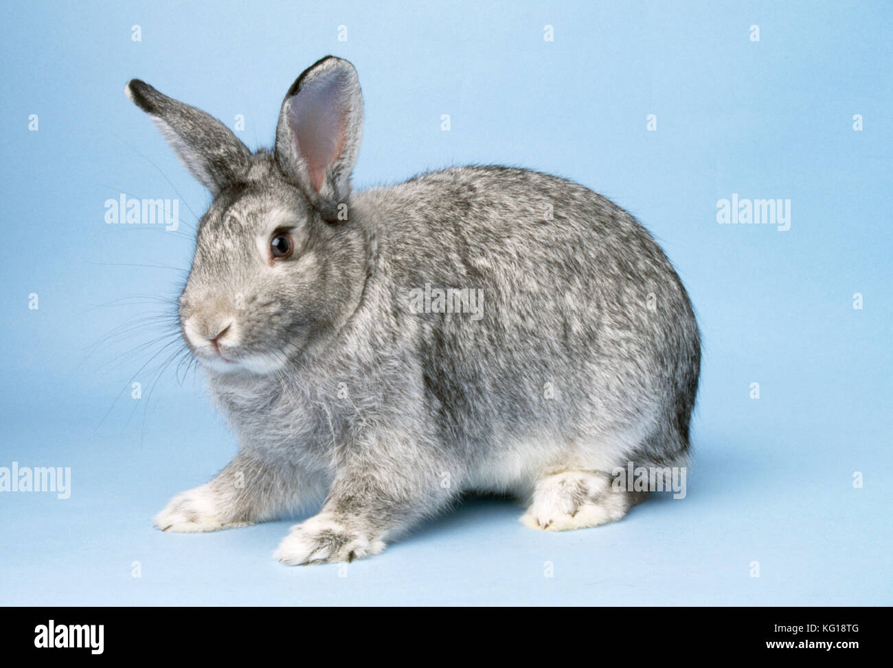 Chinchilla rabbit Banque de photographies et d'images à haute résolution -  Alamy