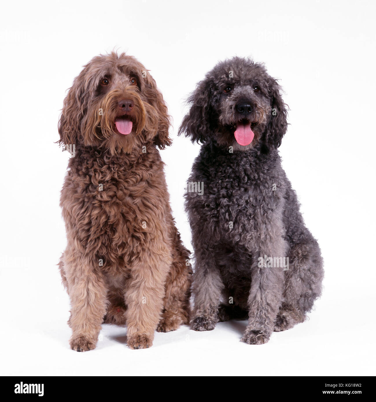 Caniche Labrador Photos Caniche Labrador Images Alamy