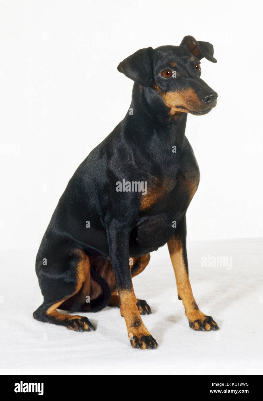 CHIEN - Manchester Terrier, assis, prise de vue en studio Banque D'Images