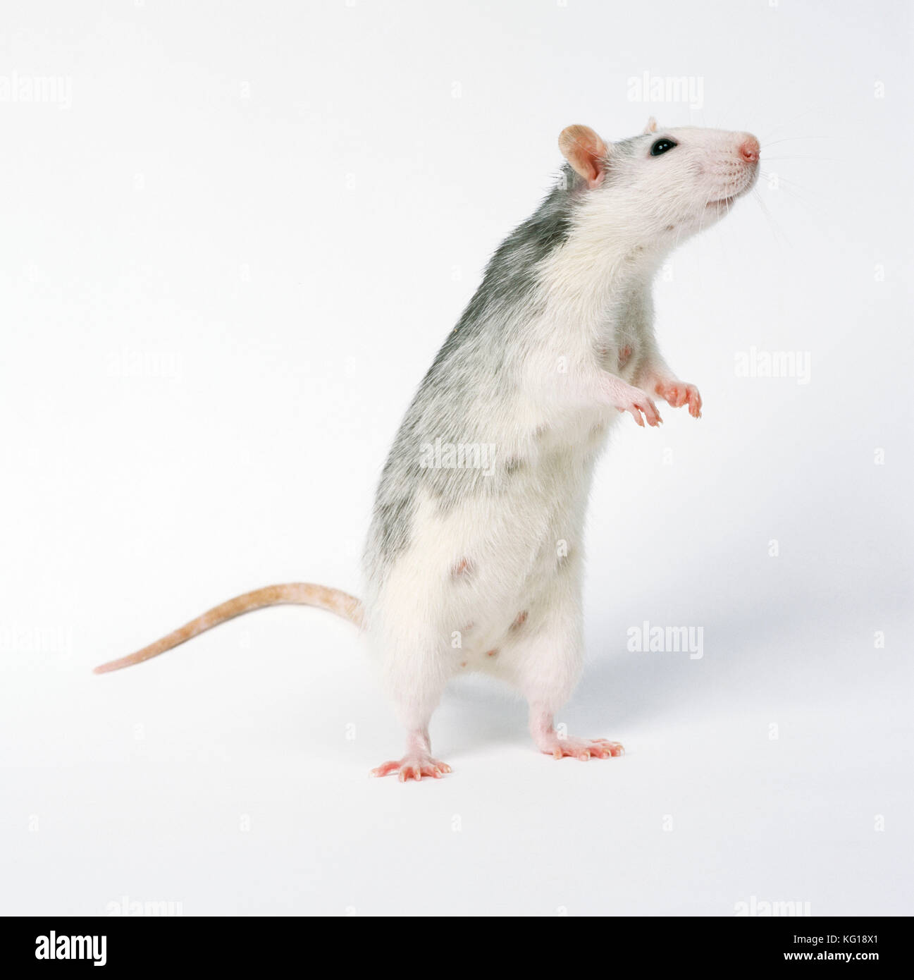 Rat PET - debout sur les pattes arrière Banque D'Images