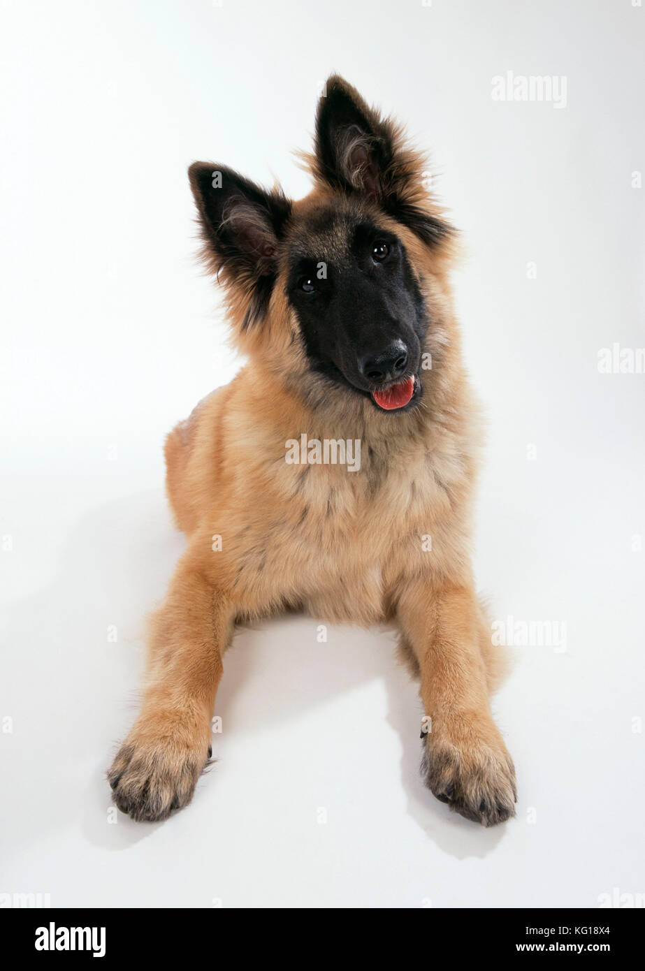 CHIEN - chiot Tervuren, face. Soyez vigilant lorsque les oreilles sont relevées Banque D'Images