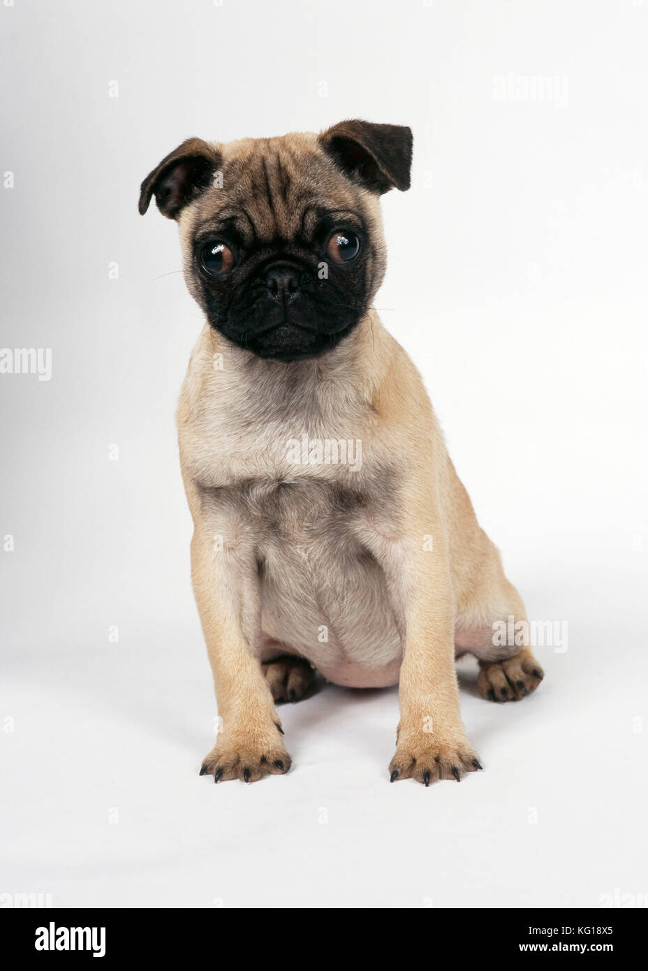 CHIEN - Pug chiot, assis. studio. Banque D'Images