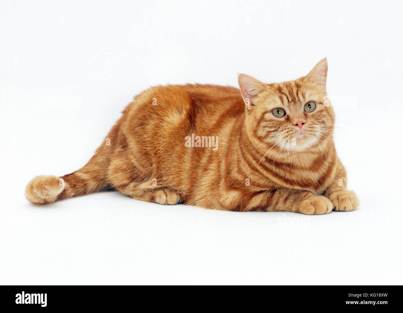 CHAT - obèses / gros gingembre chat Banque D'Images