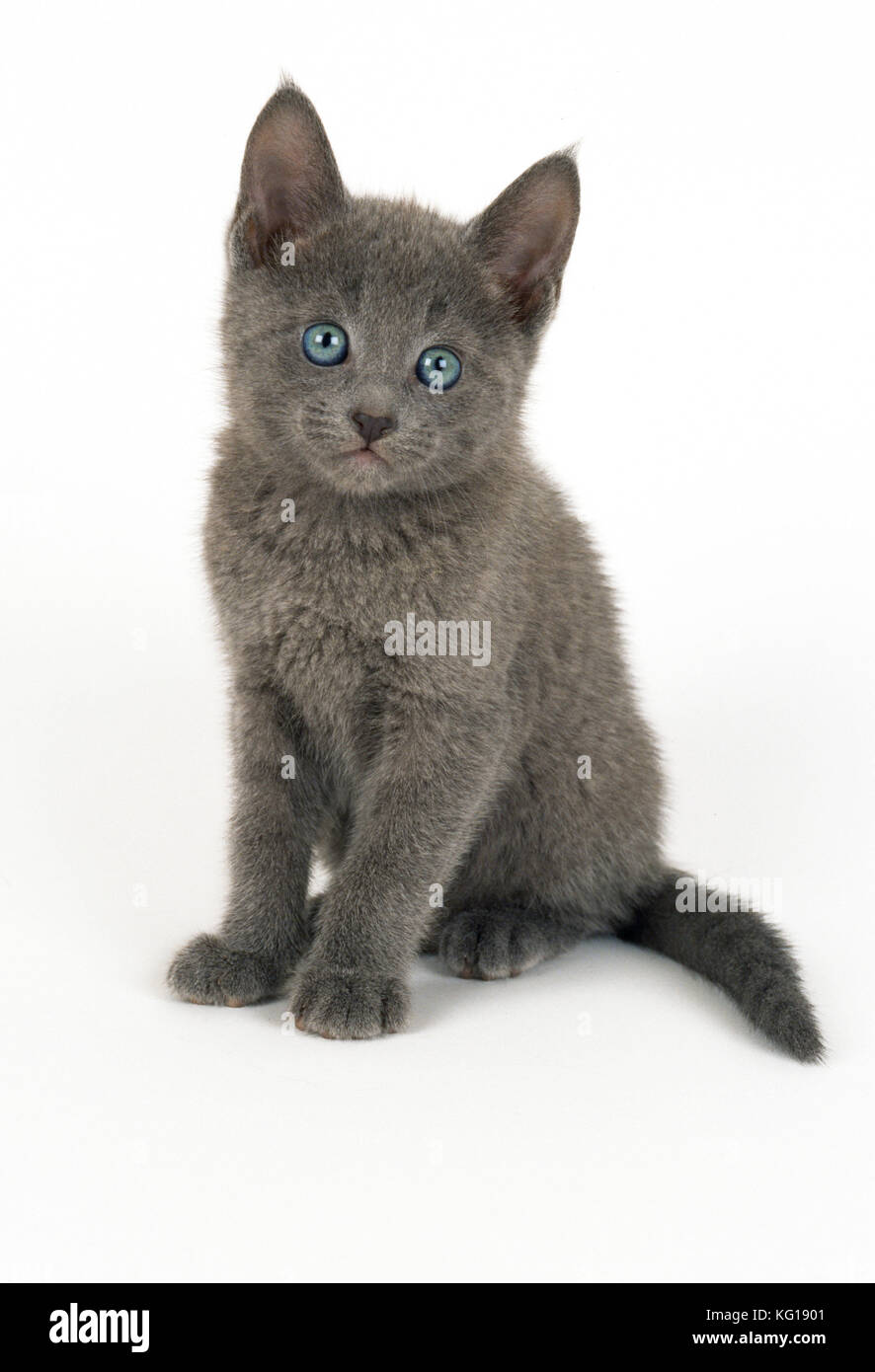 Chat - chaton bleu russe, 8 semaines Banque D'Images