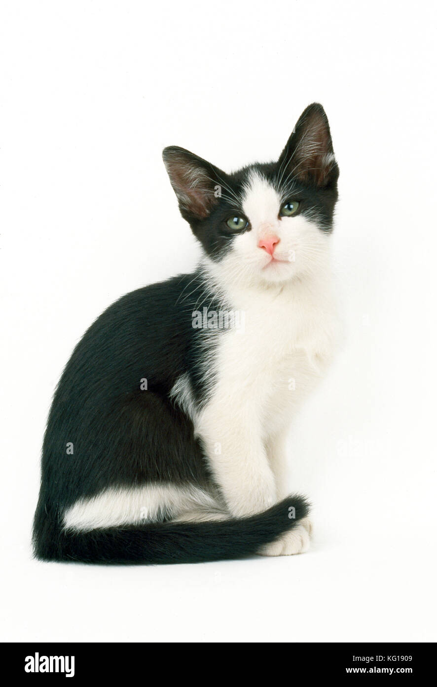 Noir et ampère ; chat blanc - chaton de 9 semaines Banque D'Images