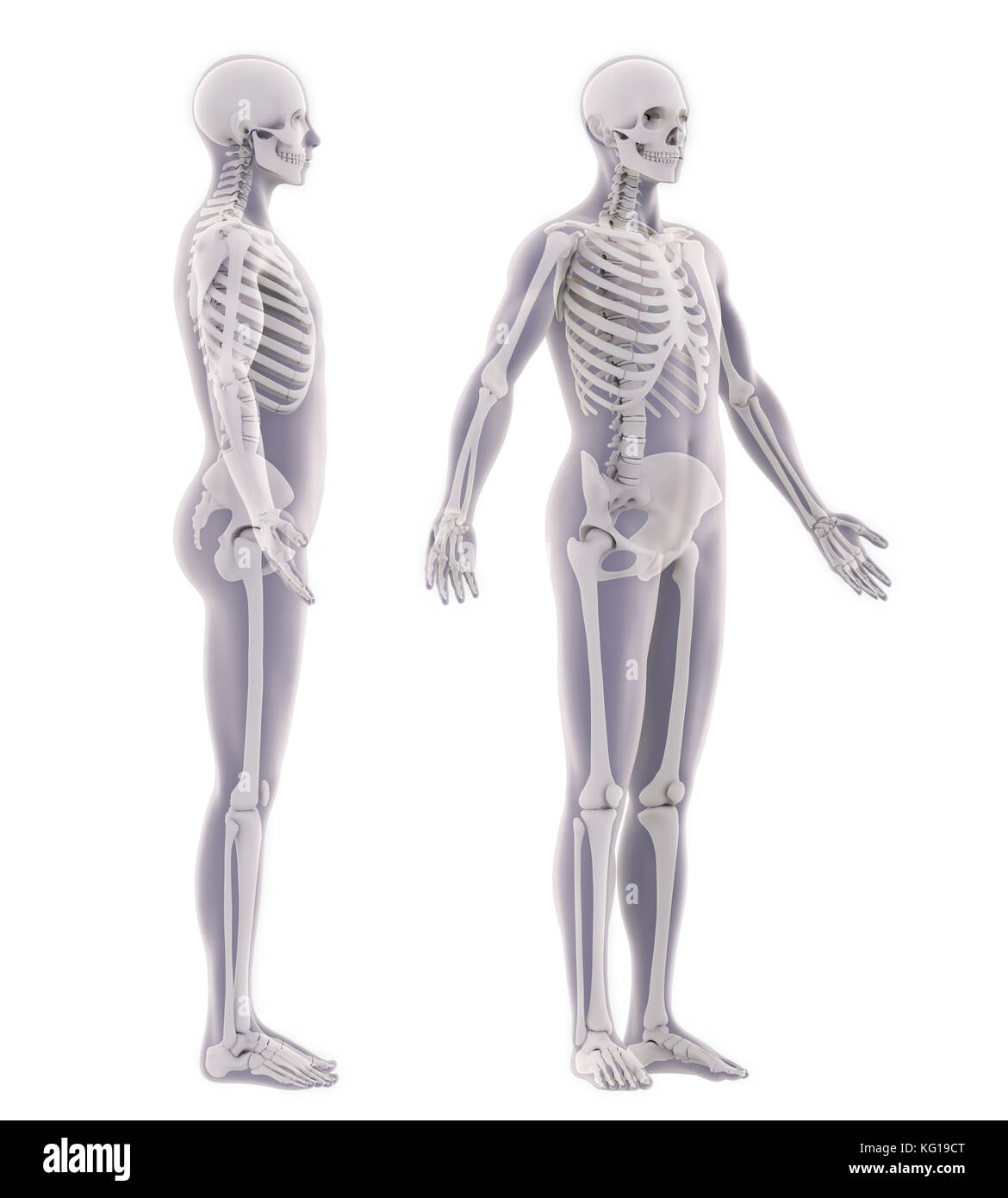 Anatomie squelette humain Banque D'Images