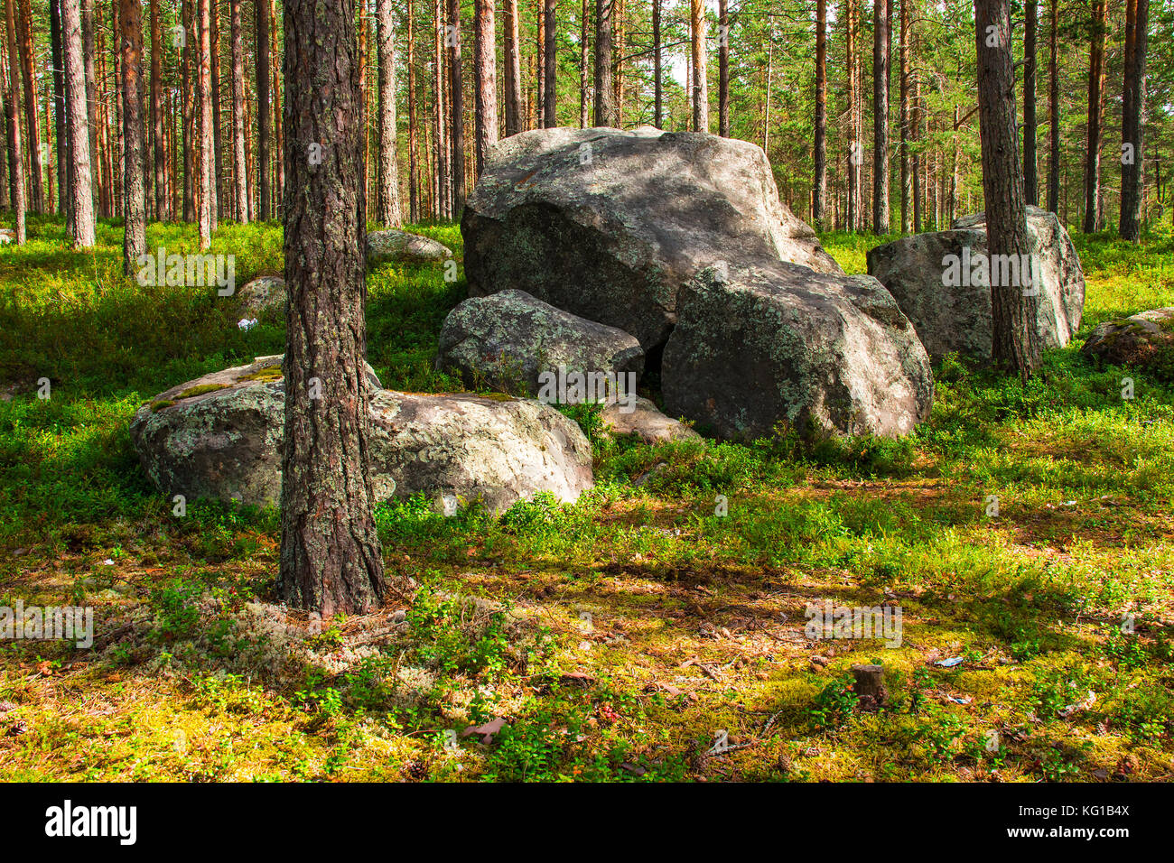 Amas de rochers en forêt de pins en journée ensoleillée Banque D'Images