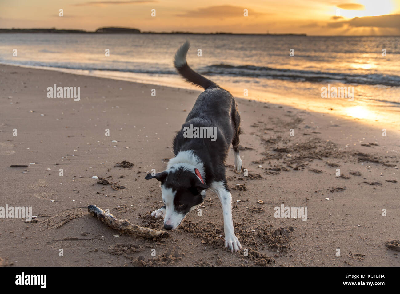 Chien jouant fetch sur une plage au lever du soleil Banque D'Images