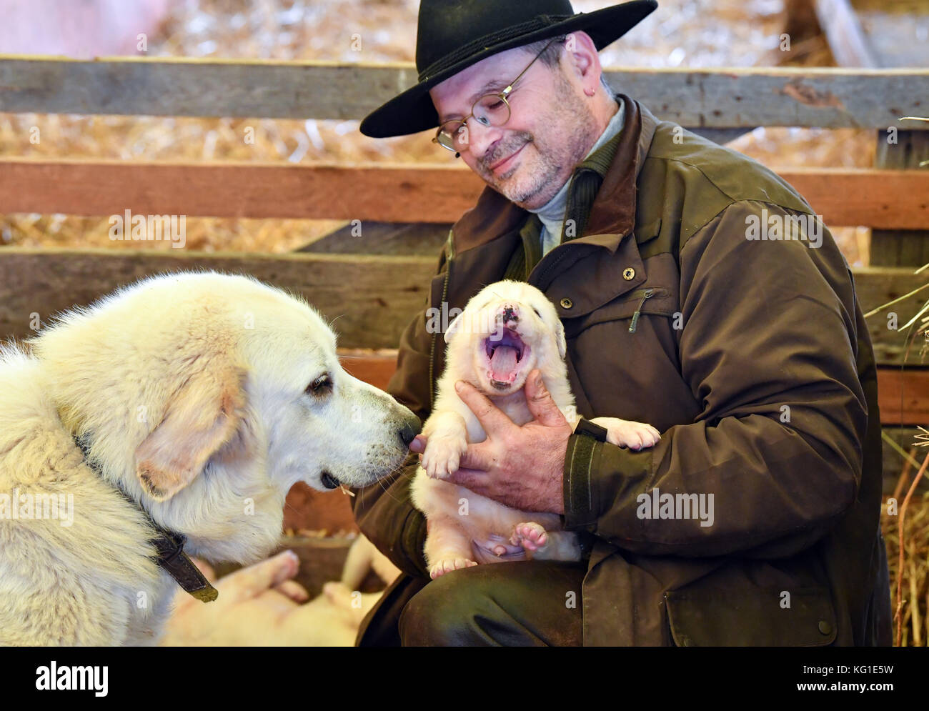 Knut Berger De Kucznik Altlandsberg Montrant Un Chiot Sur Trois Semaines De La Course De Chiens De Montagne Des Pyrenees A Cote De Sa Mere Uschi Dans L Une De Ses Etables A Altlandsberg Knut Berger De Kucznik Altlandsberg Montrant Un Chiot Sur Trois Semaines De La Course De Chiens De Montagne Des Pyrenees A Cote De Sa Mere Uschi Dans L Une De Ses Etables A Altlandsberg