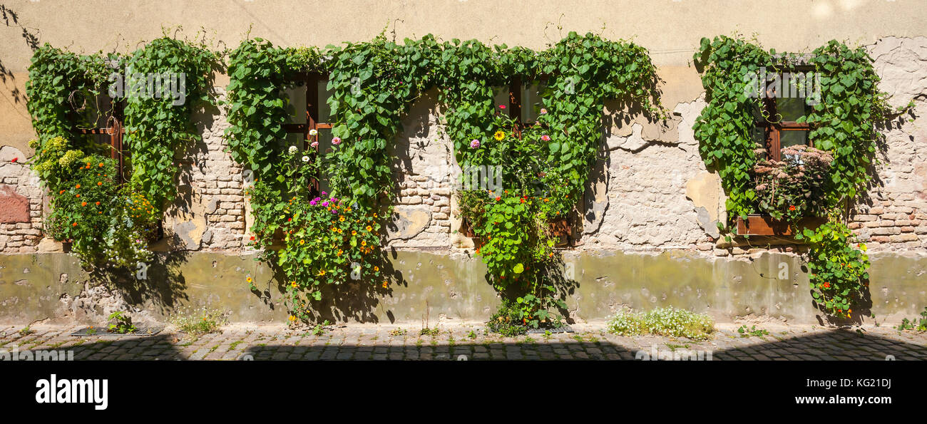 Speyer Rheinland-Pfalz, Allemagne : Blumenfenster dans der Tränkgasse Banque D'Images