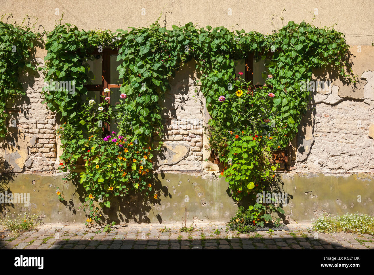 Speyer Rheinland-Pfalz, Allemagne : Blumenfenster dans der Tränkgasse Banque D'Images