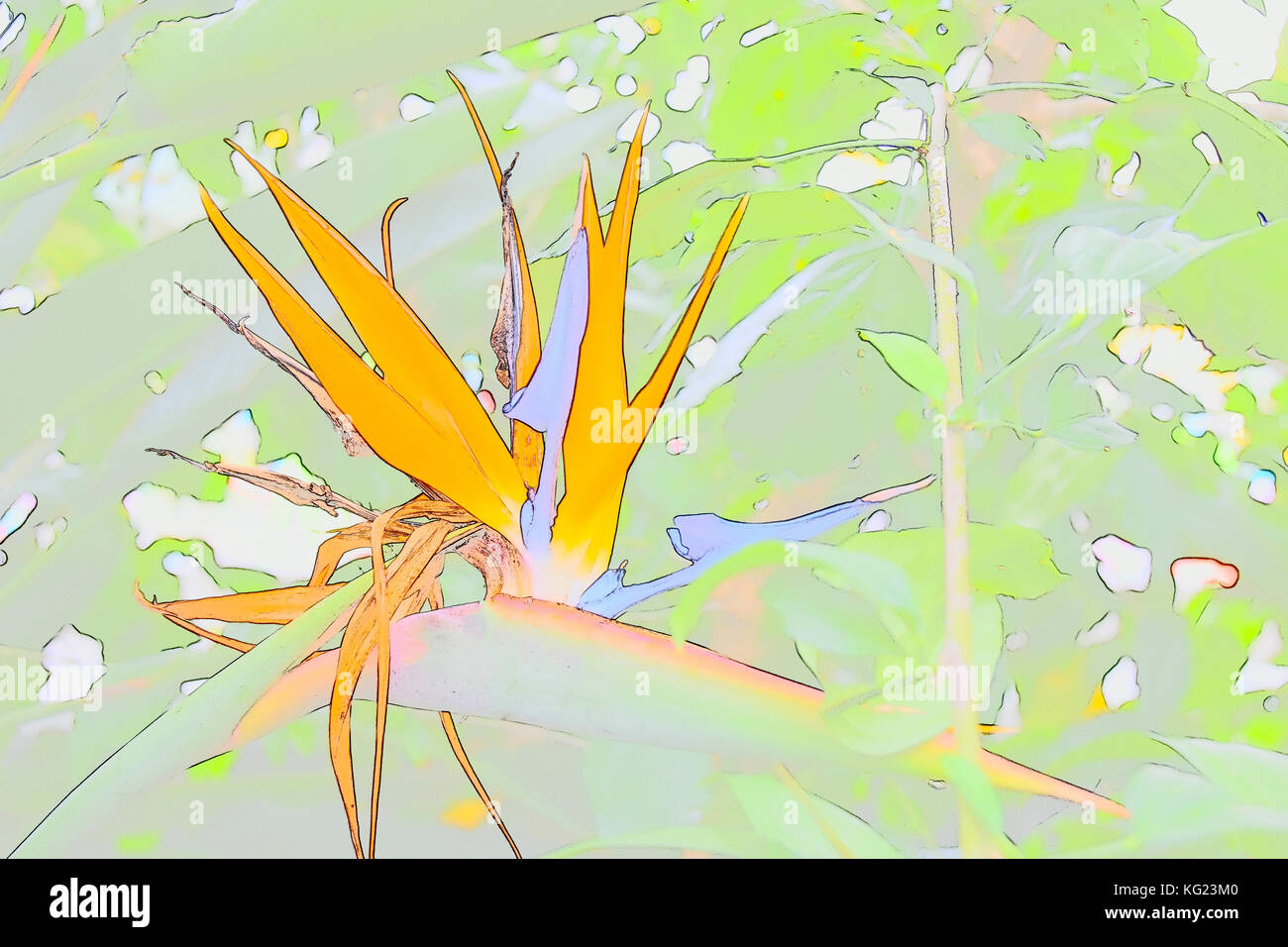 Résumé Oiseau du Paradis à New York Botanical Garden Banque D'Images