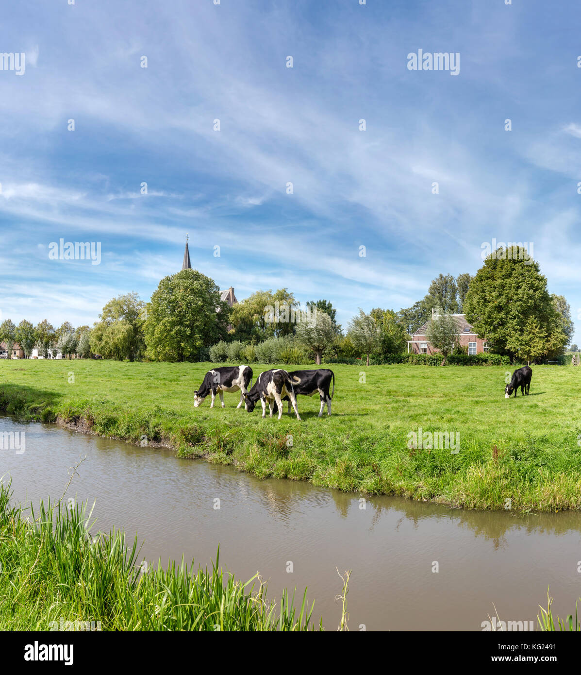 Prairie avec des vaches à proximité d'un village, Het Woud, Zuid-Holland Pays-bas *** *** Local Caption paysage, champ, prairie, de l'eau, l'été, le pâturage, la vache, Banque D'Images