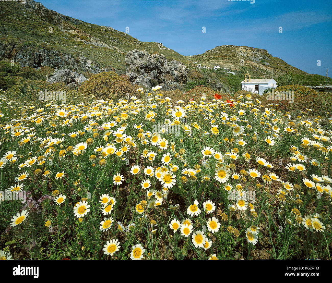 Champ rempli de fleurs près d'une église Kisamos, Crète, Grèce *** *** Local Caption Paysage, fleurs, printemps, Banque D'Images