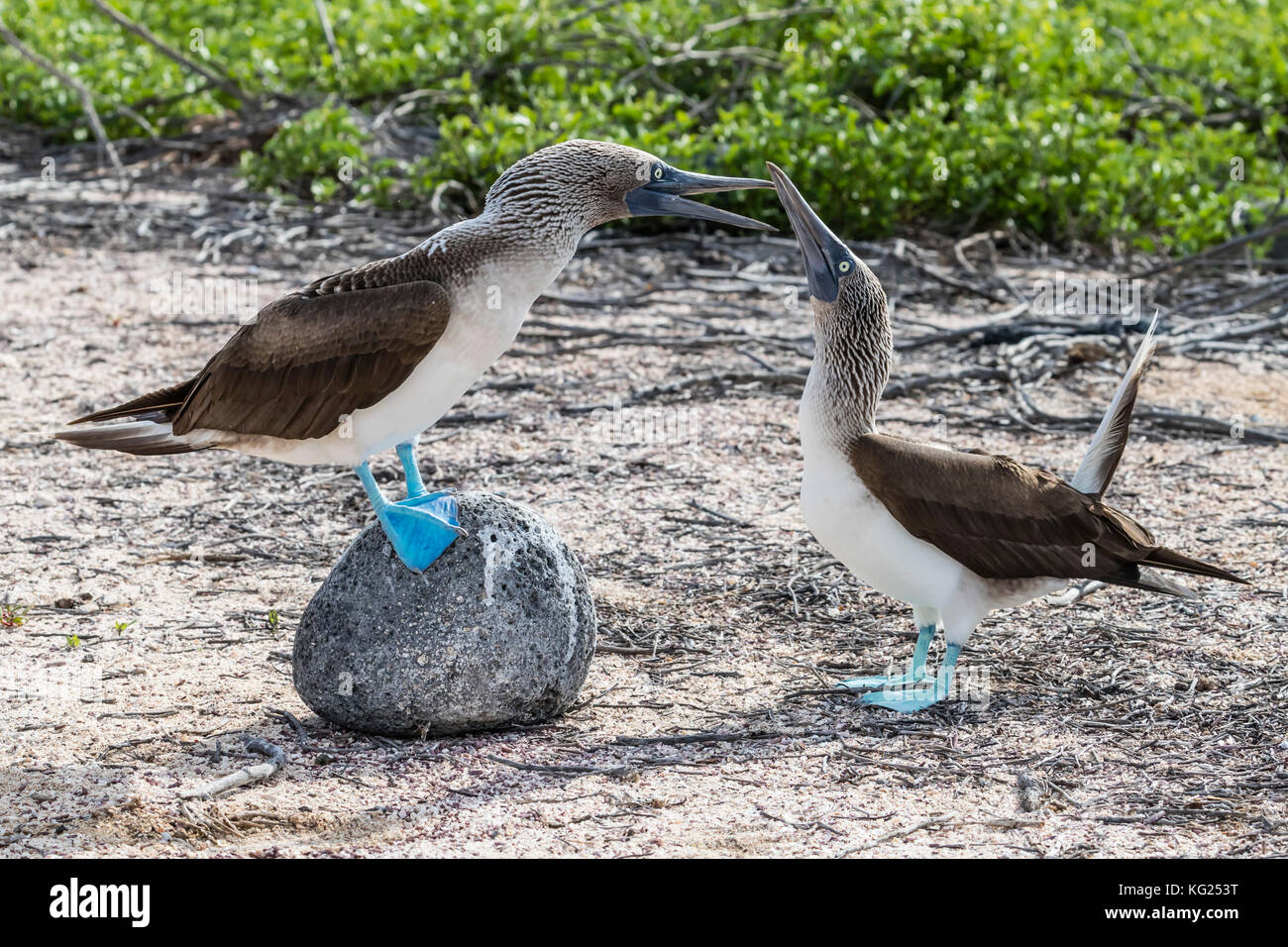 Fou à pieds bleus (Sula nebouxii) paire en parade nuptiale sur l'île Seymour Nord, Galapagos, Equateur, Amérique du Sud Banque D'Images