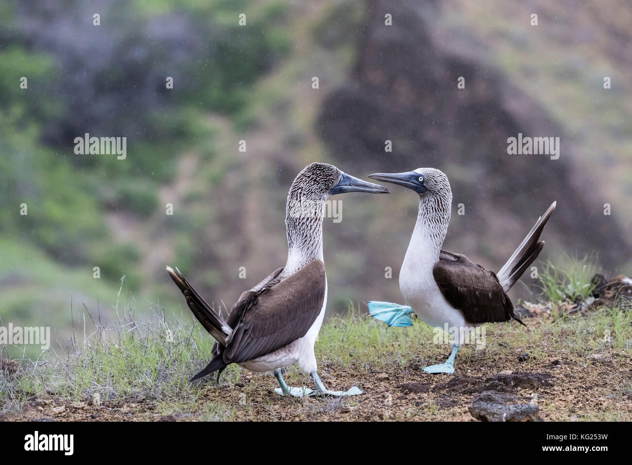 Fou à pieds bleus (Sula nebouxii) paire en parade nuptiale sur l'île de San Cristobal, Galapagos, Equateur, Amérique du Sud Banque D'Images