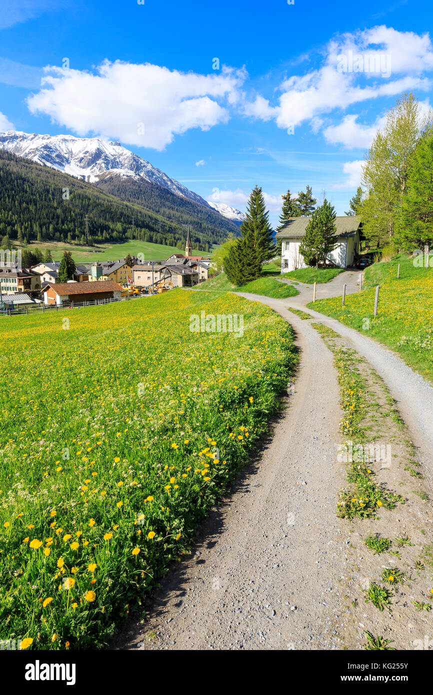 Village alpin de S-chanf entouré de prairies verdoyantes au printemps, canton de Graubunden, région de Maloja, Suisse, Europe Banque D'Images