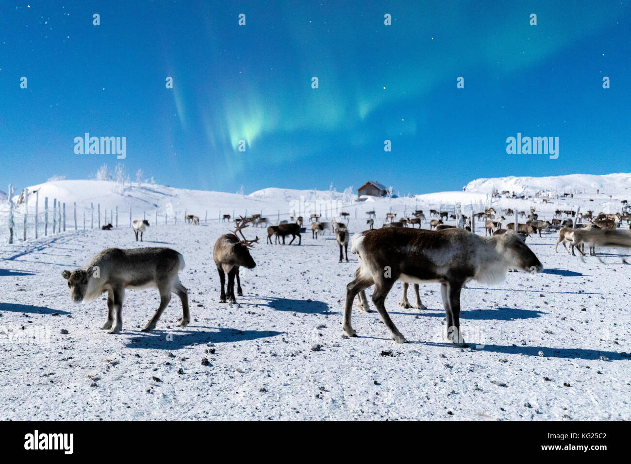 Troupeau de rennes dans le cadre de Northern Lights (aurores boréales), abisko, kiruna municipalité, comté de Norrbotten, Laponie, Finlande, Scandinavie, Europe Banque D'Images