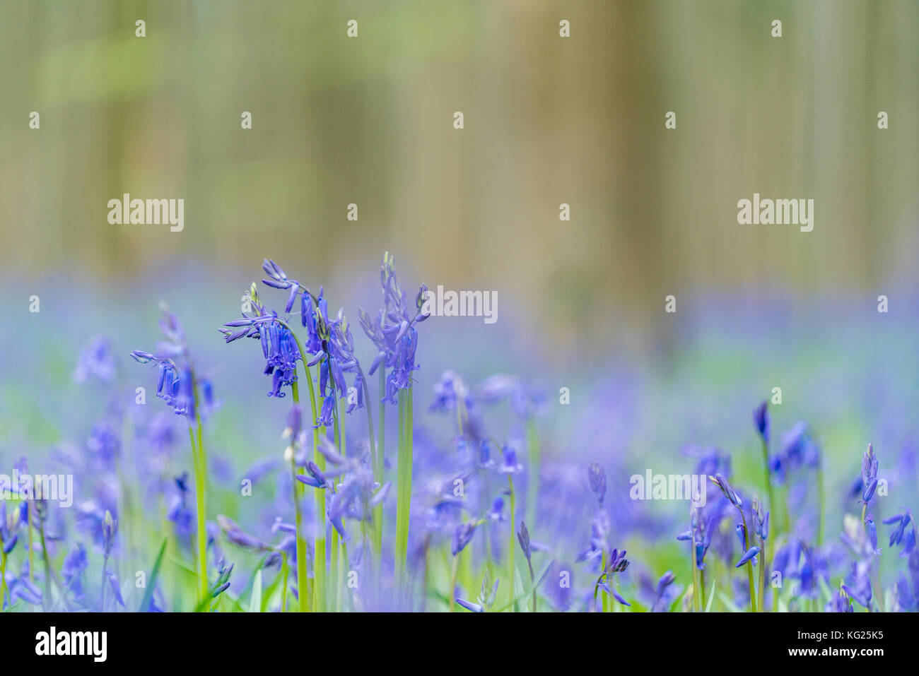 Close-up of bluebell flowers, halle, Brabant flamand province, région flamande, Belgique, Europe Banque D'Images