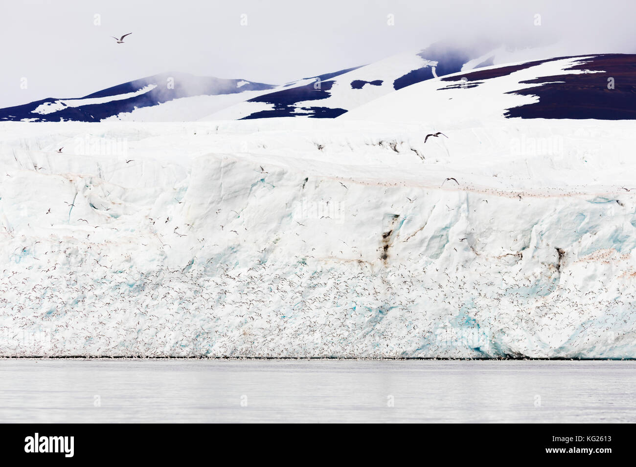 Les goélands kittywake à pattes noires (rissa), hornbreen glacier, Spitsbergen, Svalbard, Norvège, Europe, de l'Arctique Banque D'Images