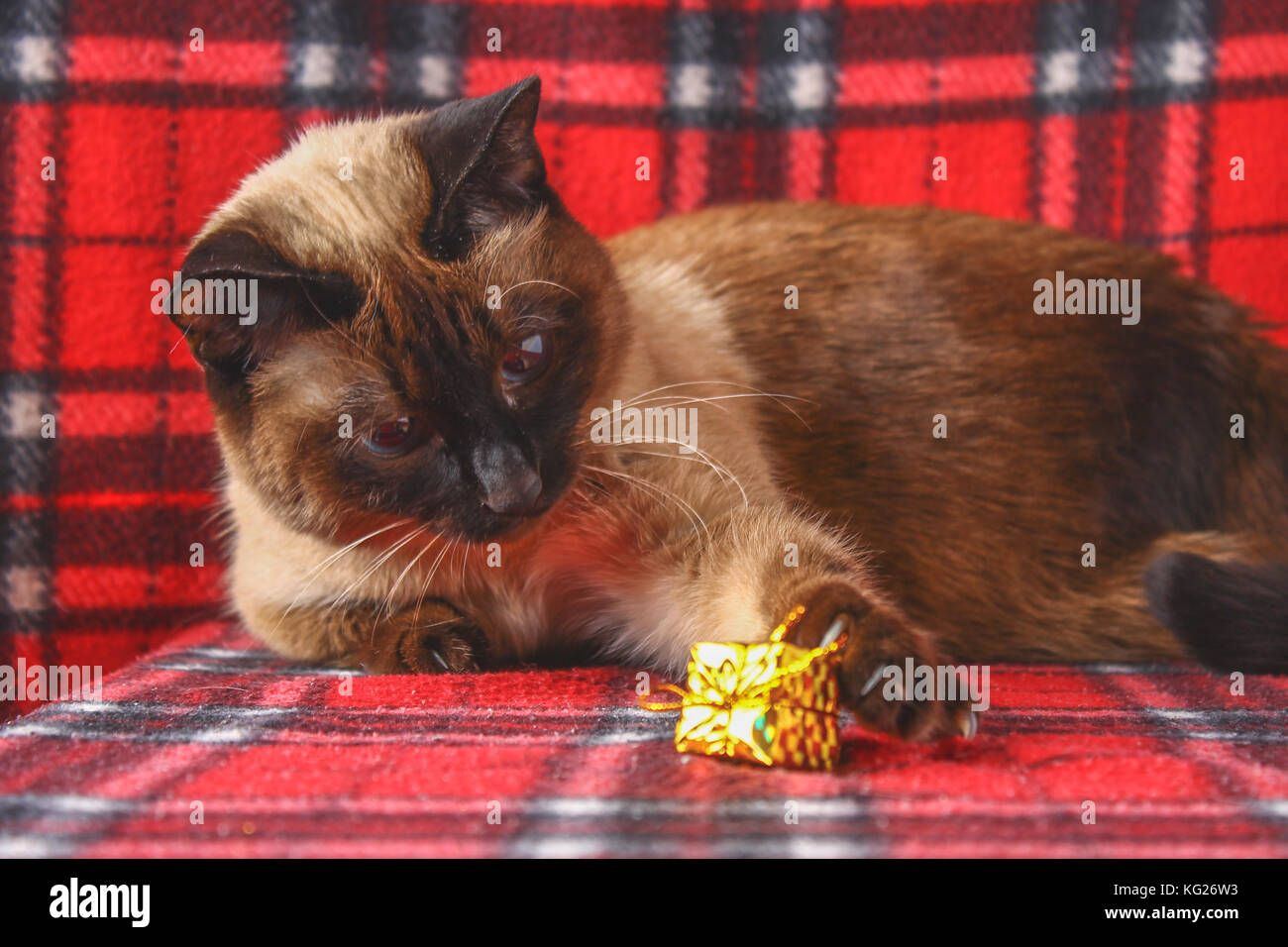 Siamois thai cat sur un plaid rouge avec des jouets de Noël, décoration, ornements. un chat joue avec les jouets. Banque D'Images