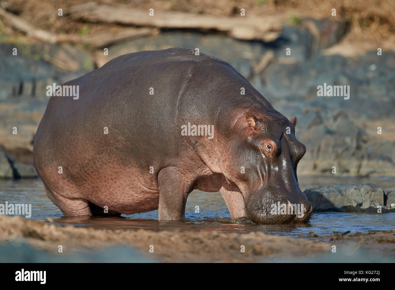 Hippopotame (Hippopotamus amphibius), parc national de Serengeti, Tanzanie, Afrique orientale, Afrique du Sud Banque D'Images