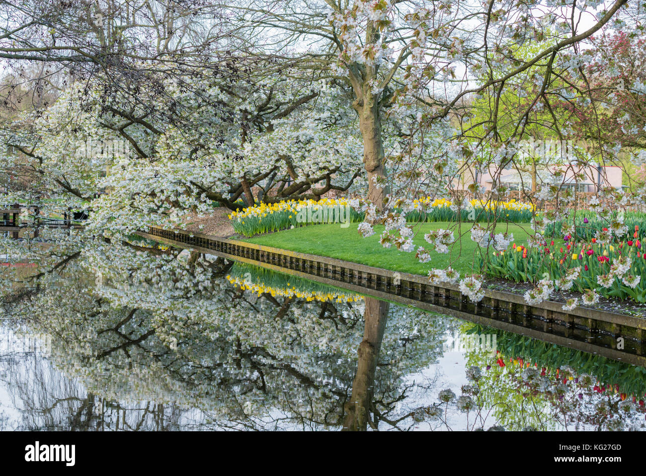 Arbre, eau canal et fleurs à keukenhof, lisse, province de Hollande du Sud, Pays-Bas, Europe Banque D'Images